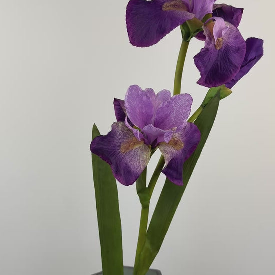 Künstliche Iris wie echt, lila, 77cm – Video