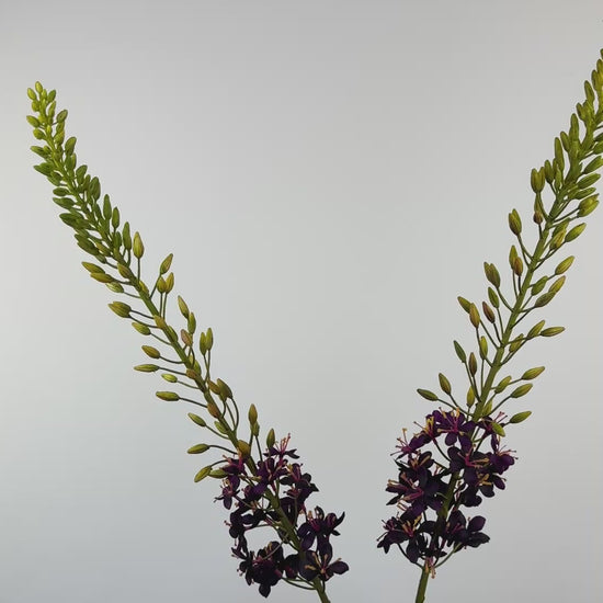 Künstliche Eremurus / Steppenkerze wie echt, lila, 107cm – Video