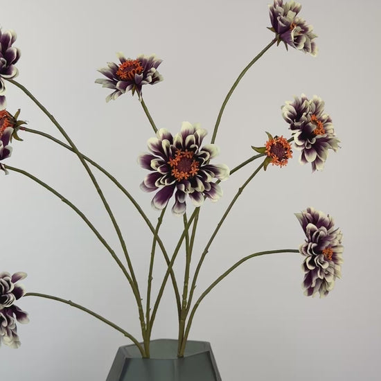 Künstlicher Zinnienzweig wie echt, creme/lila, 90cm – Video
